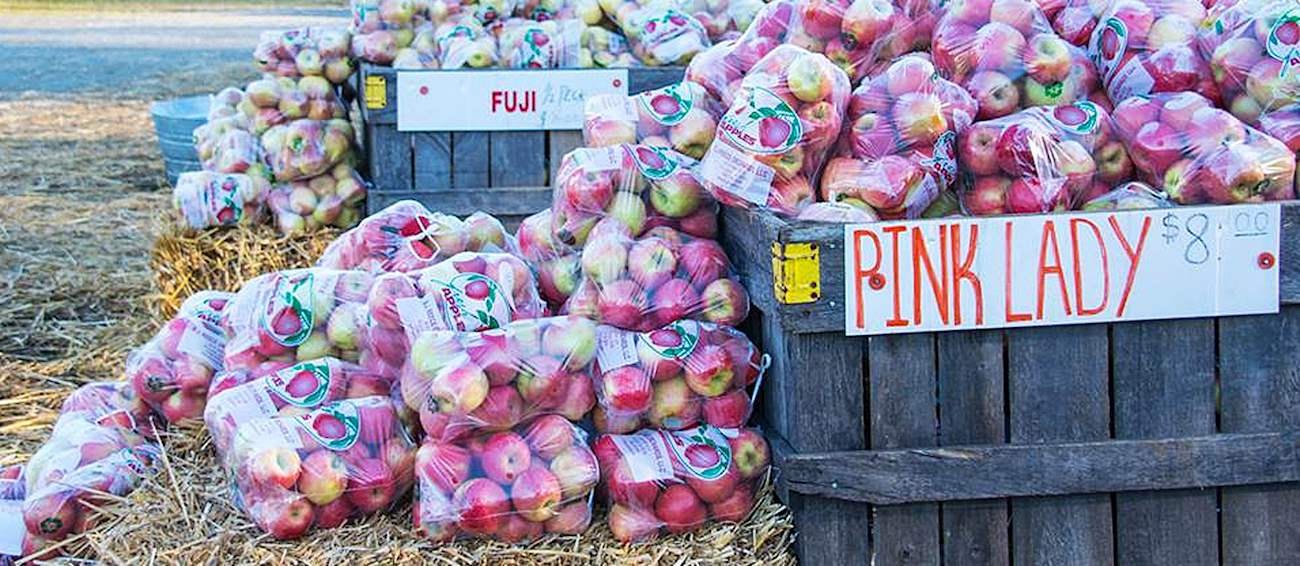 Georgia Apple Festival