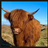 Highland Cow Logo