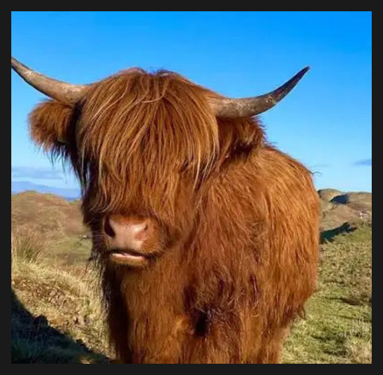 Highland Cow Logo