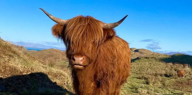 Highland Cow Mascot
